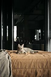 Stangee Place (D15), Apartment #628339701
